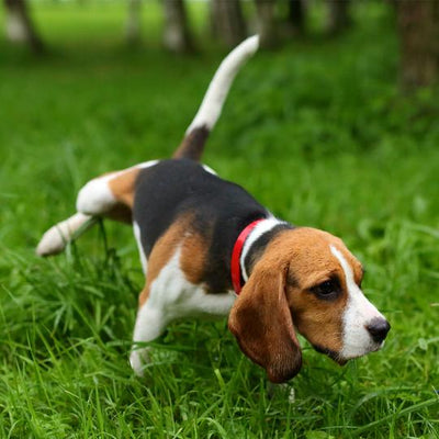 Can I use baking soda to neutralize dog urine on grass?