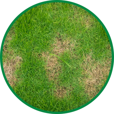 Dog Urine spots on Lawn facts and myths