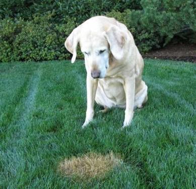 How to Fix Dog urine spots on Lawn