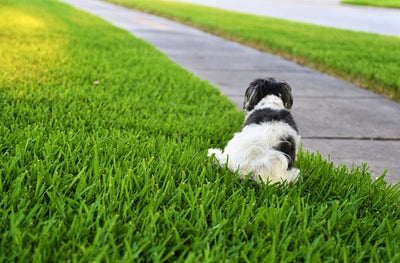 Reviving a lawn damaged by dog urine