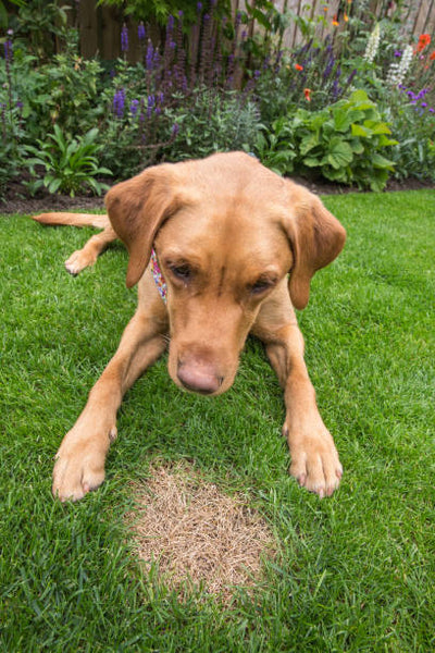 The Most Effective Way to Treat Dog Urine Lawn Burn