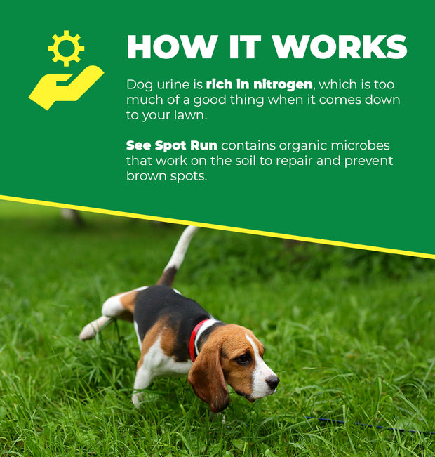 treating dog urine spots in lawn